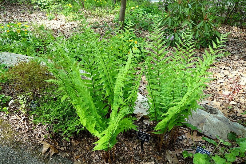 Fern, Wiki