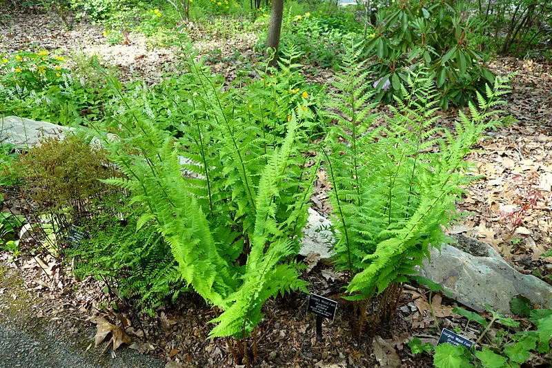 Goldie’s wood fern