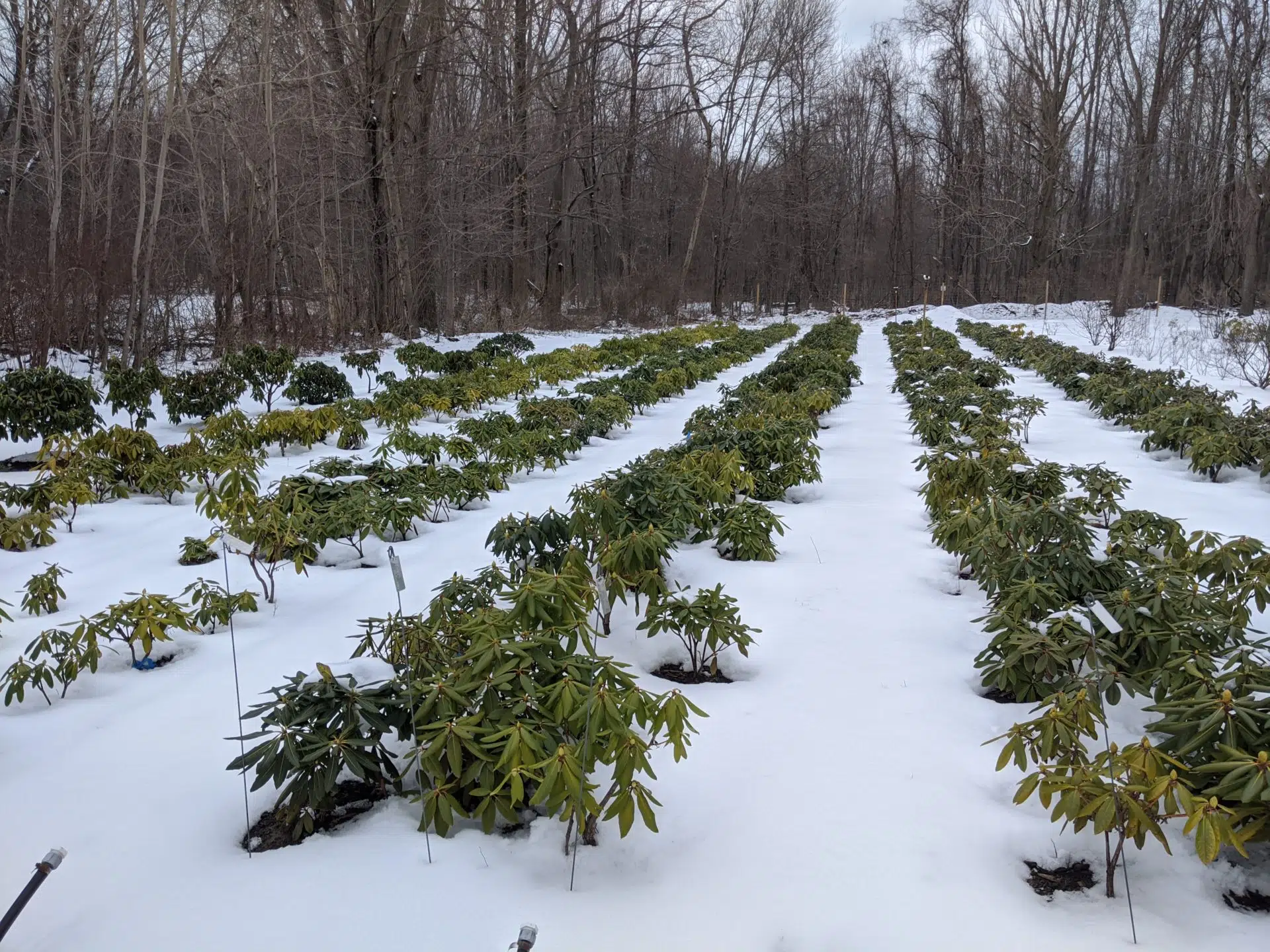 Rhododendron seedling populations in winter