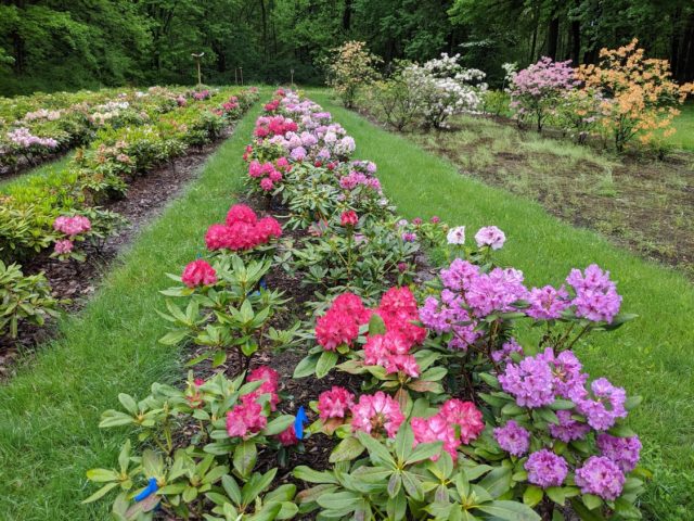 Landscape plant breeding