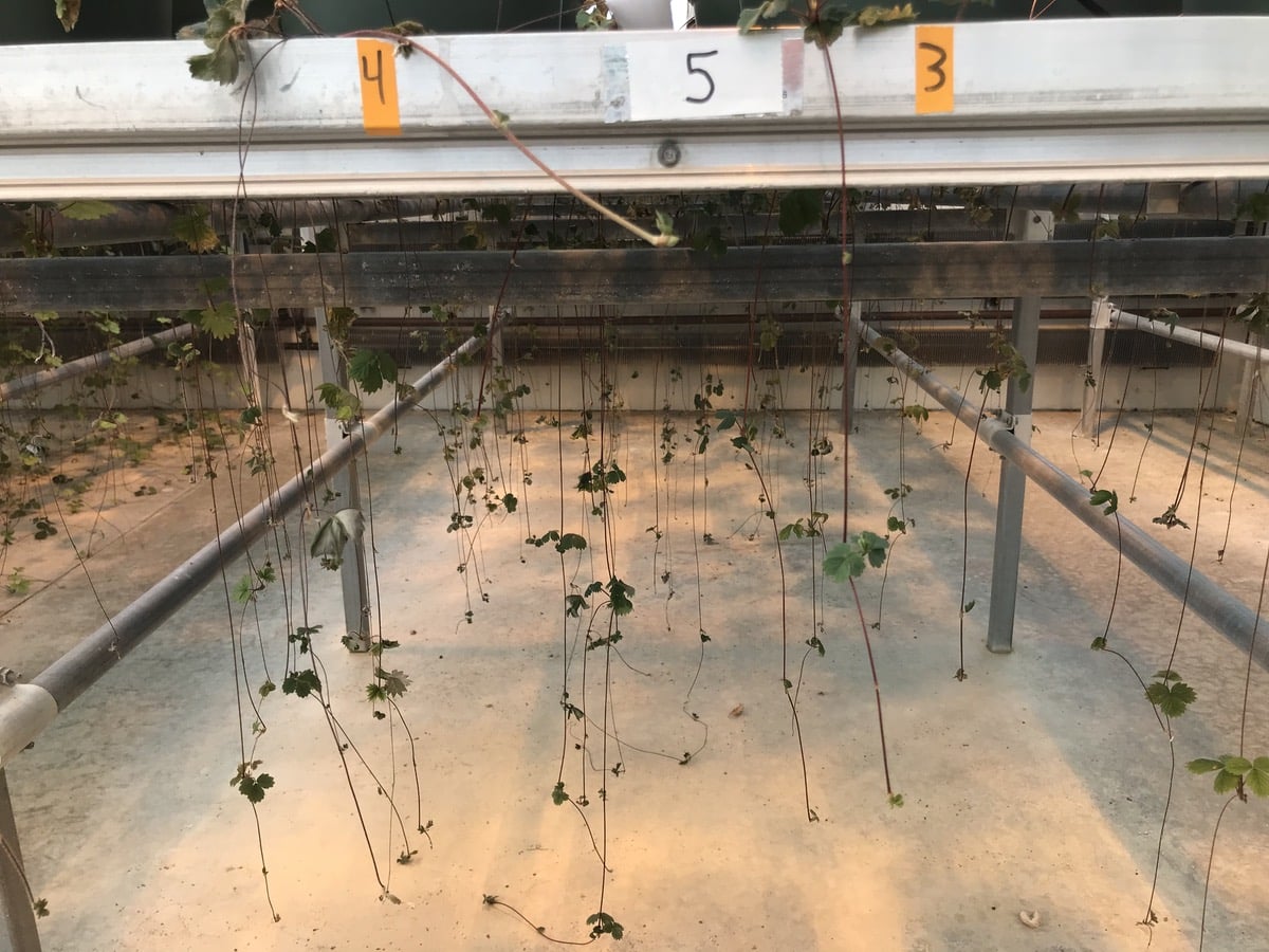 Plants under high drought stress