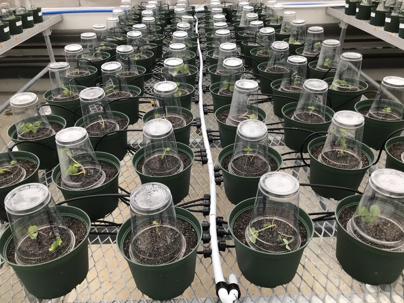 Drought stress and microbiome experiment