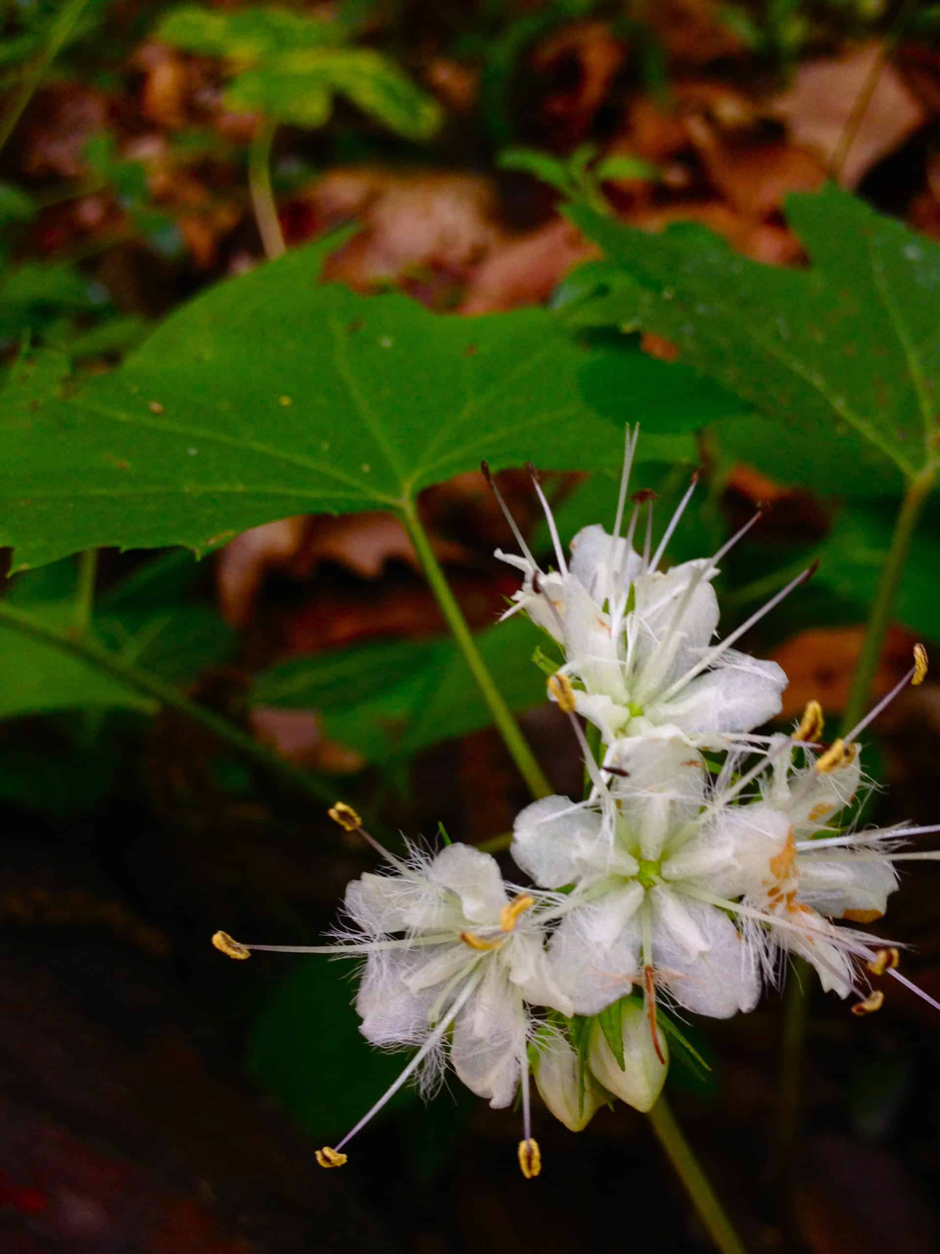 Bluntleaf waterleaf
