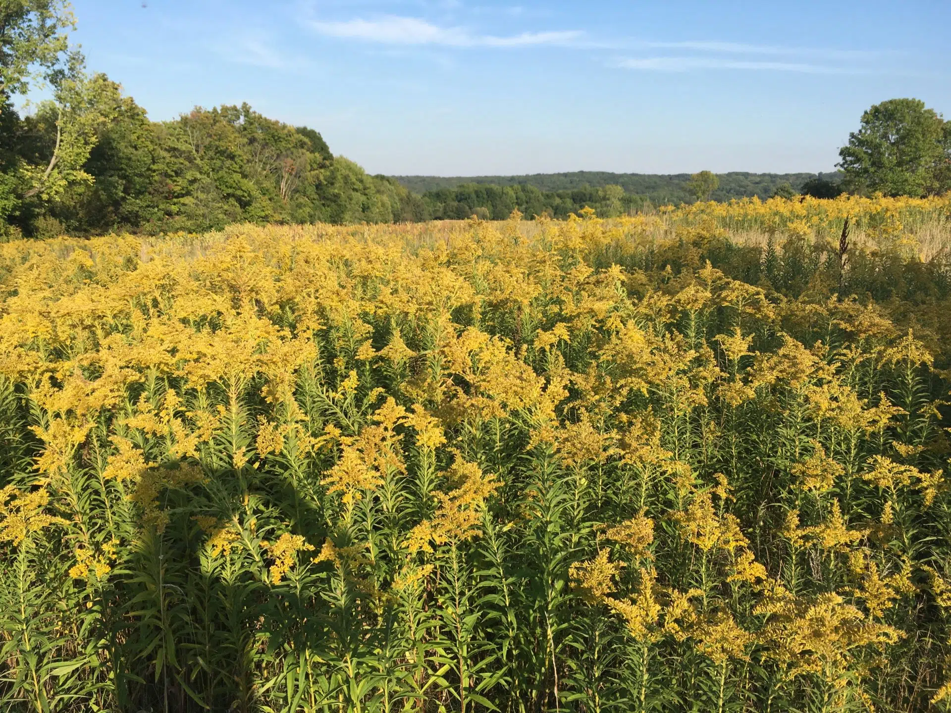 Goldenrod in field