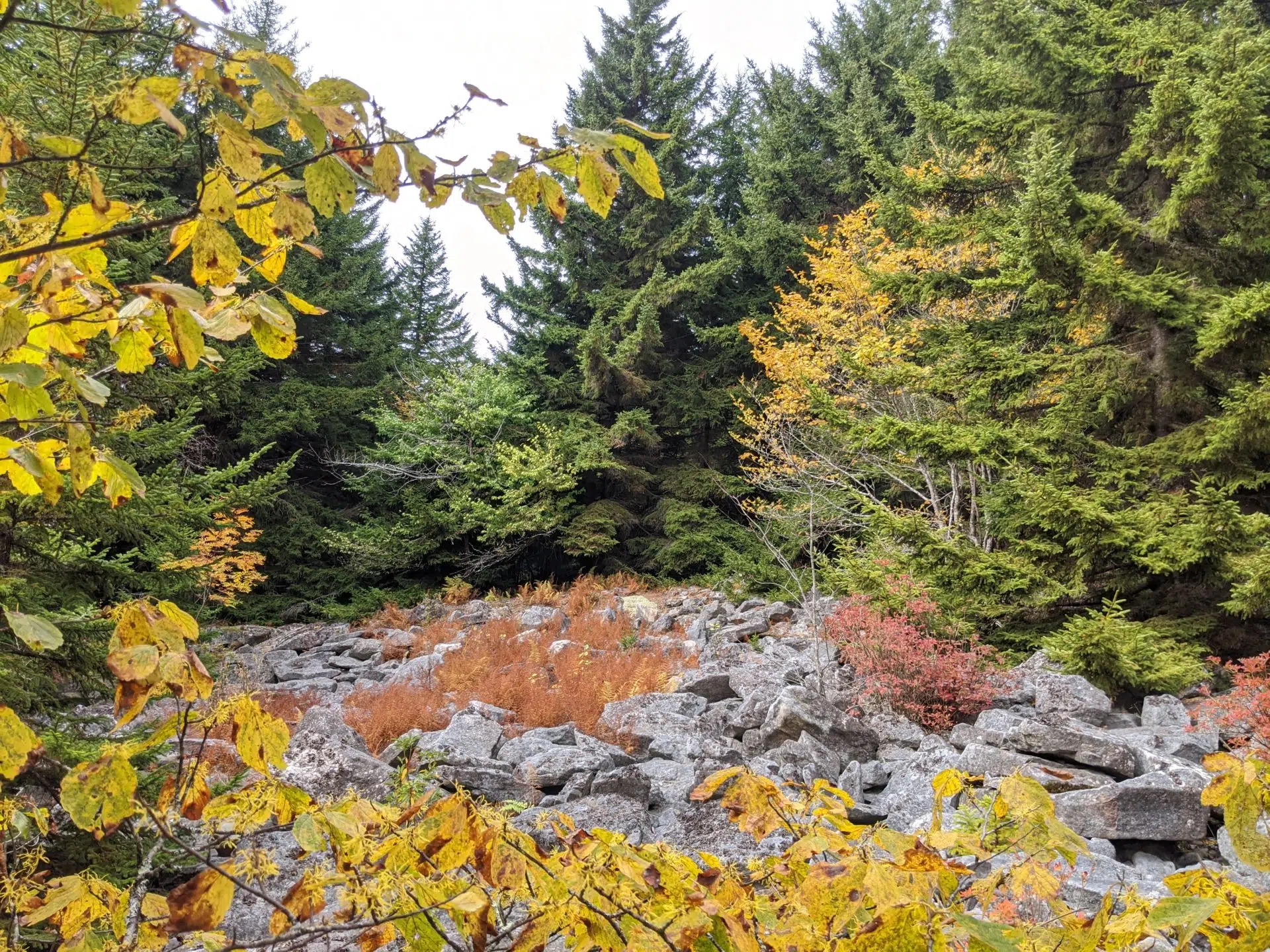 Native habitat of minniebush in Dolly Sods Wilderness, West Virginia