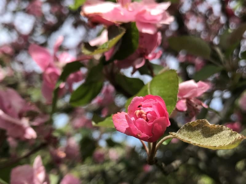 Tiny pollinators