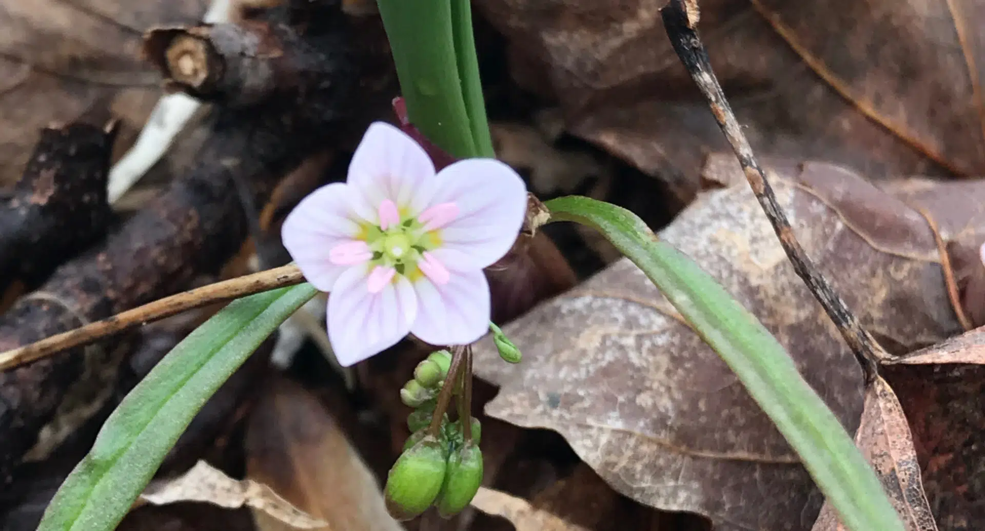 Spring Emepherals