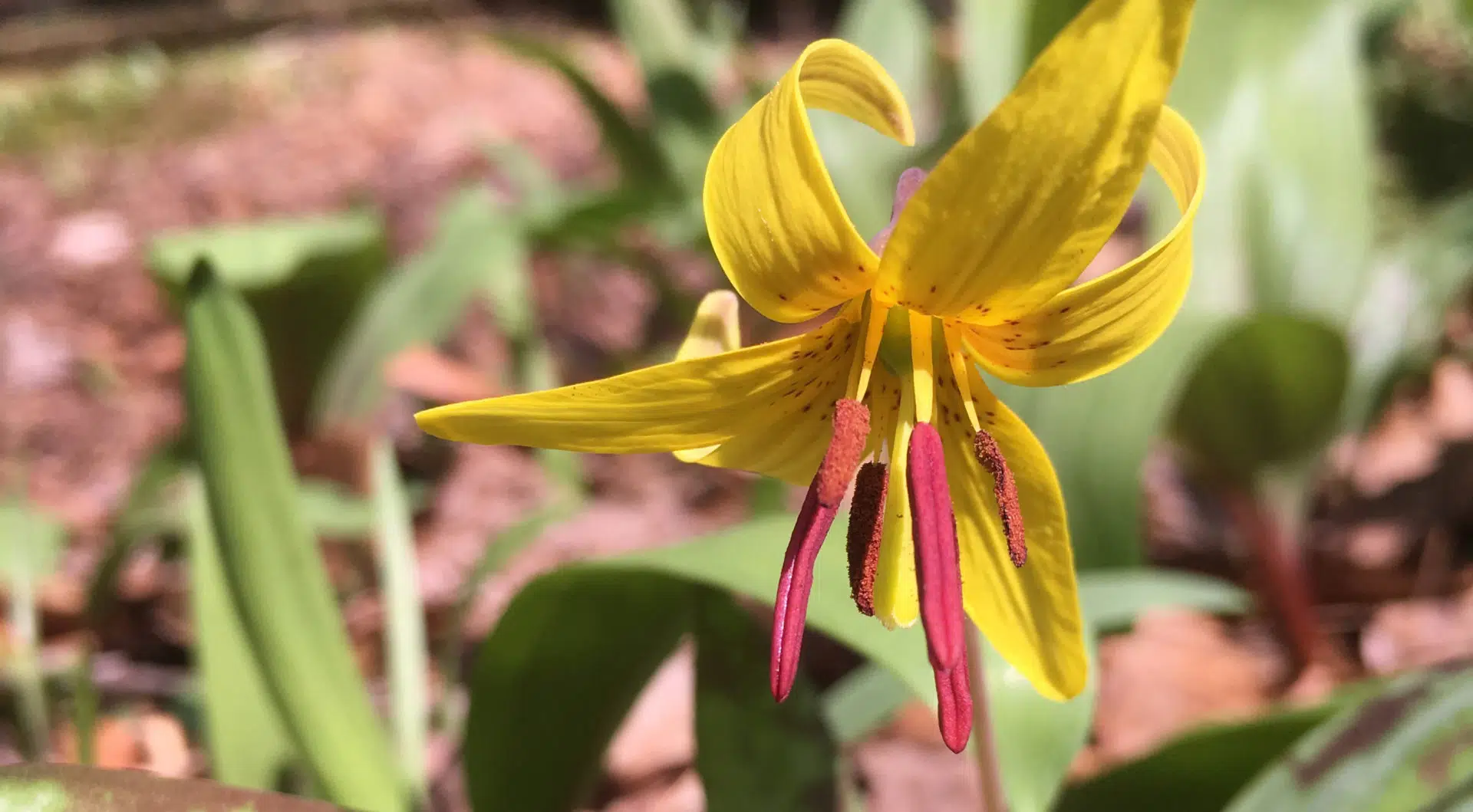 Spring Emepherals