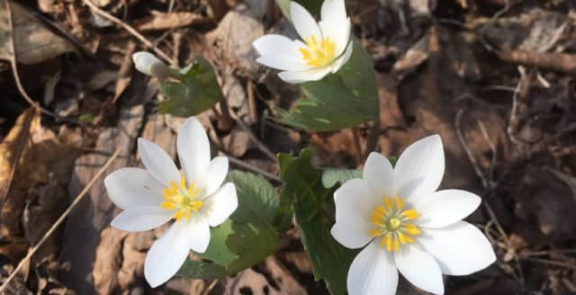 Global warming shifts plant phenology