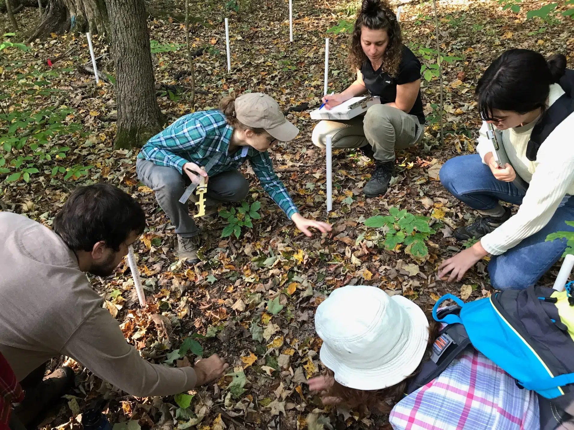 Team in Working Woods