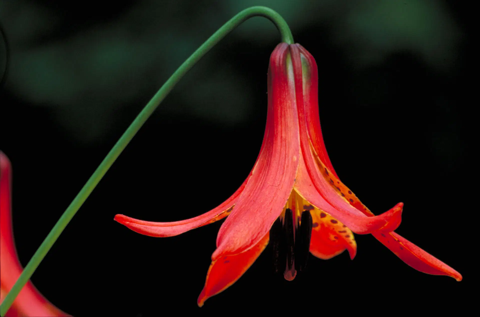 Canada lily