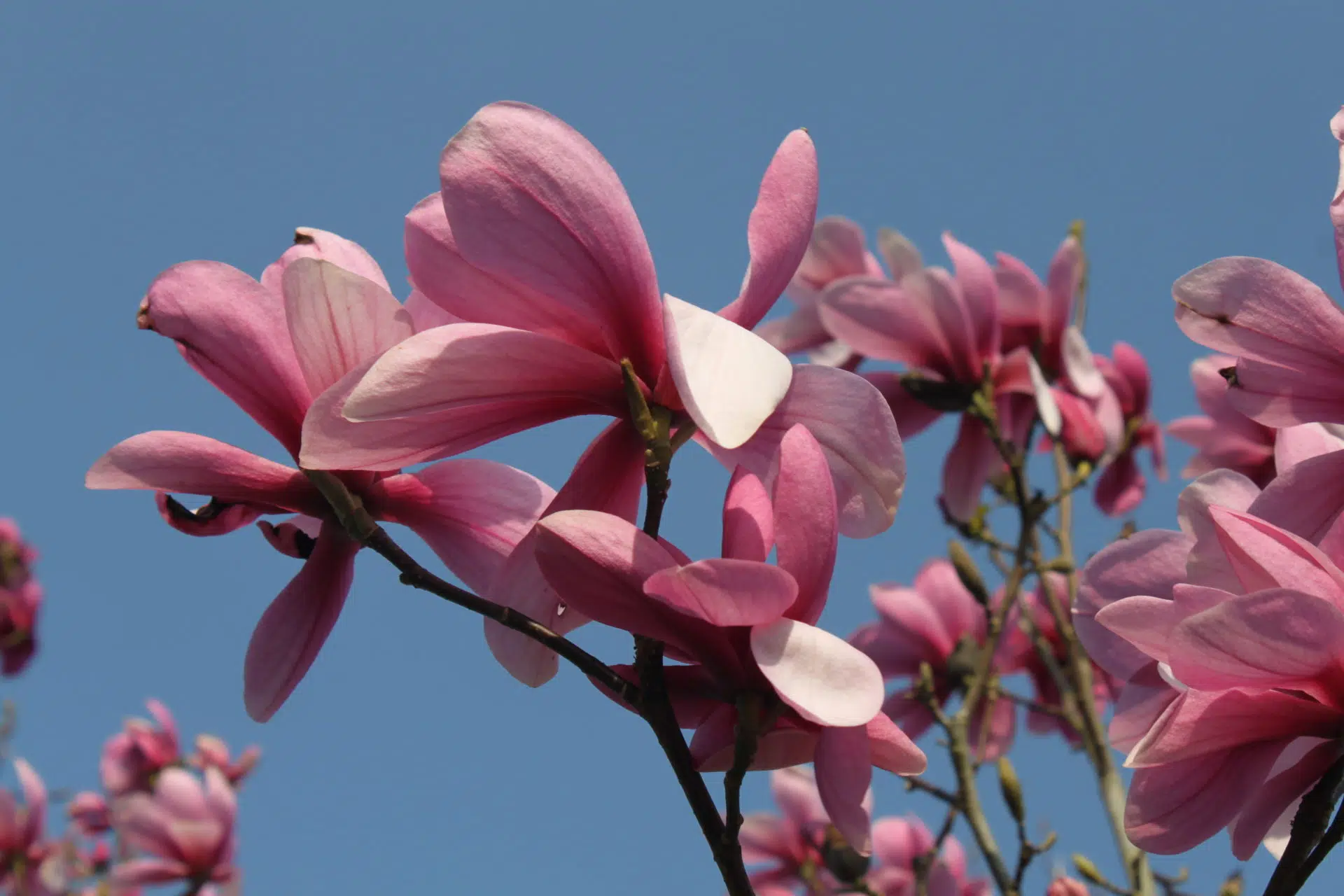 Magnolia ‘Galaxy’