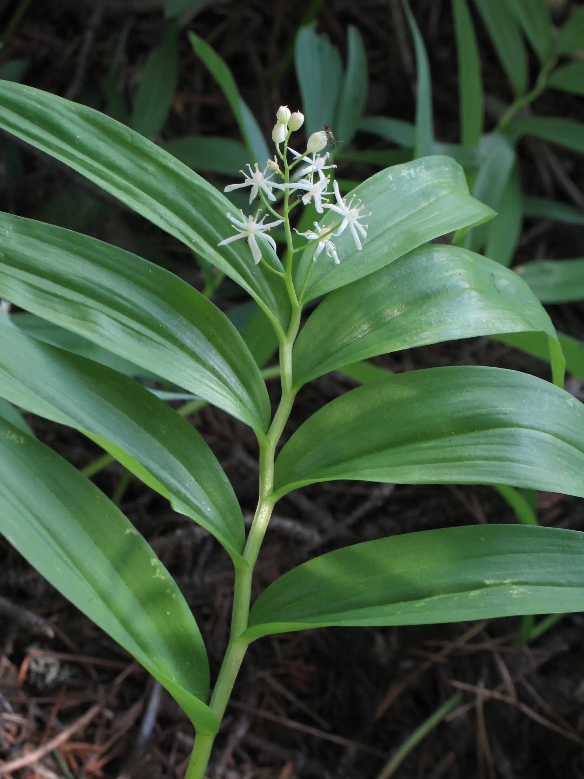 Star-flowered Solomon’s seal