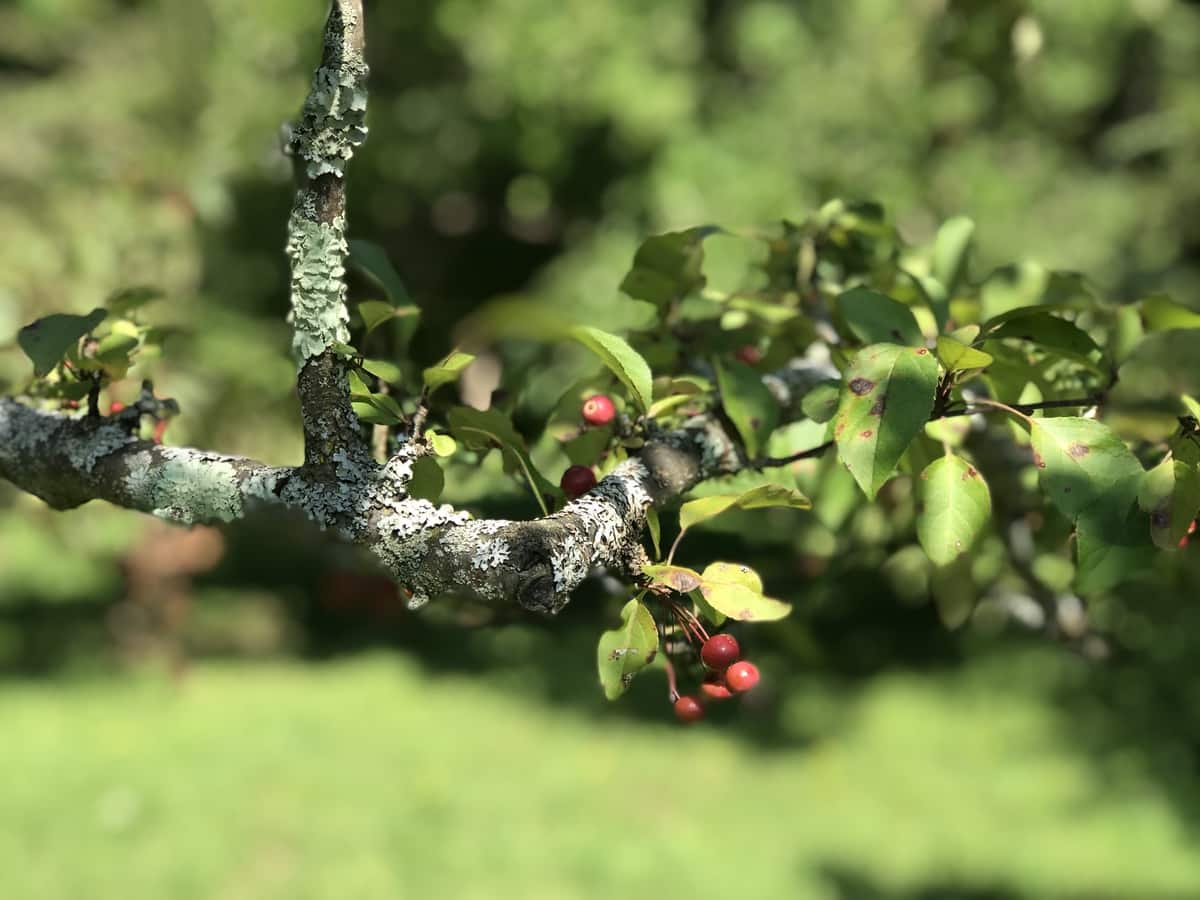 Malus fruits
