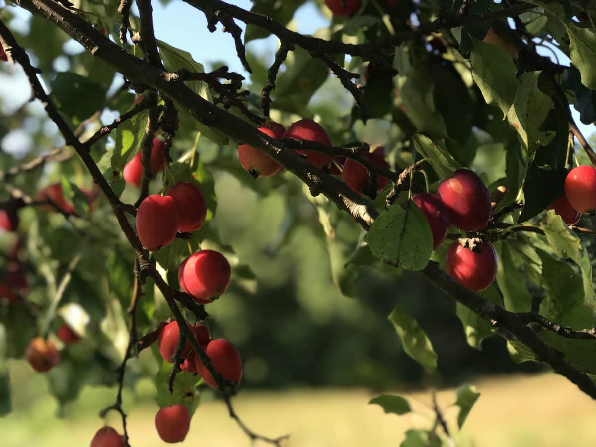 Malus fruits