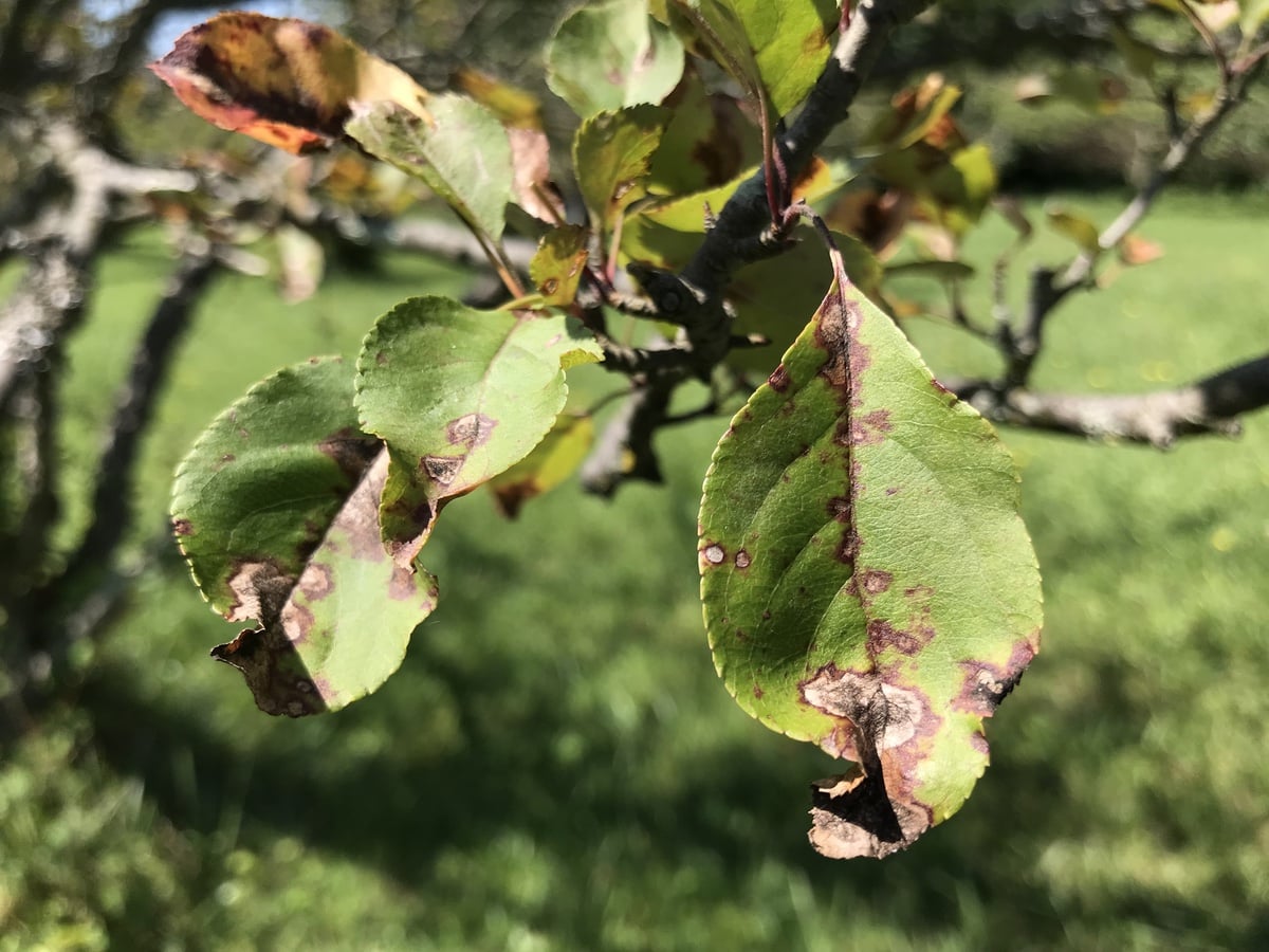 Malus leaf disease