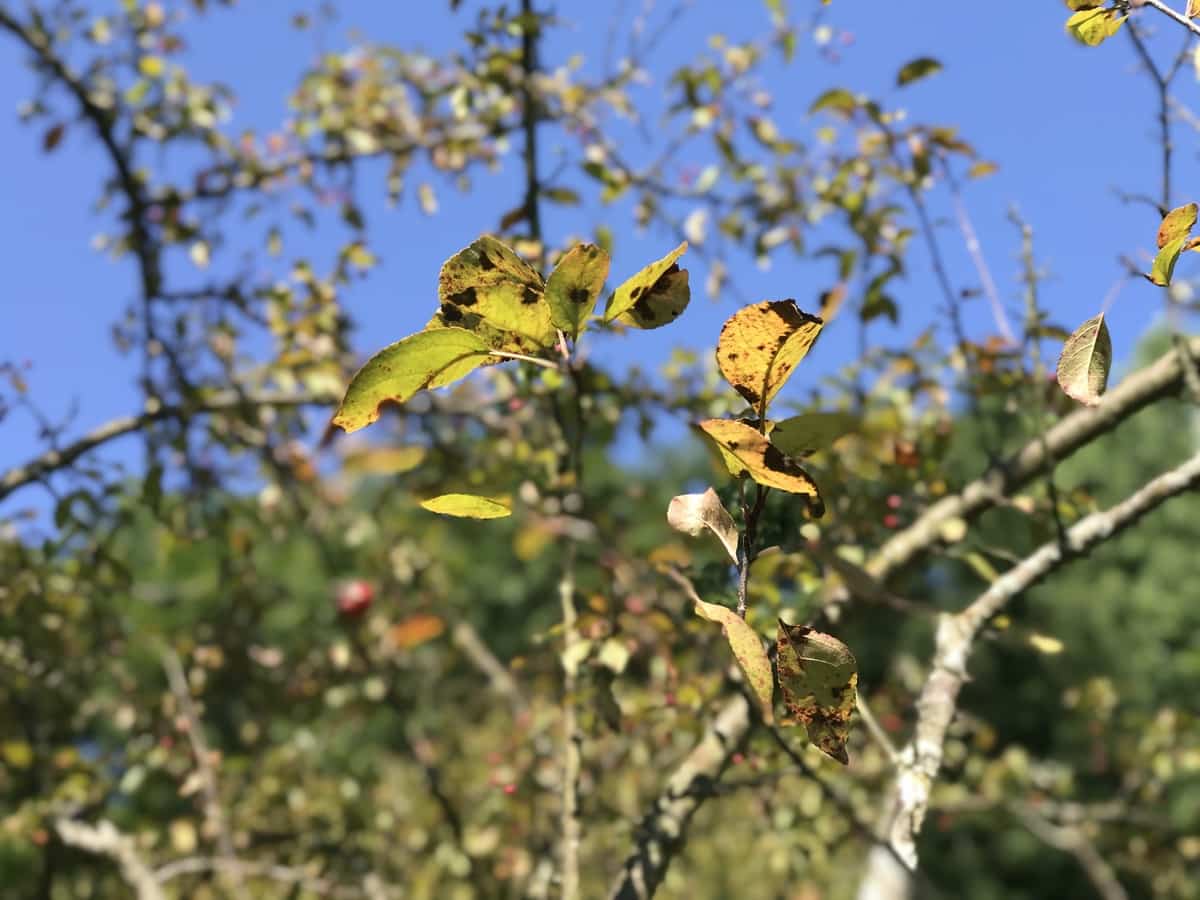 Malus leaf disease