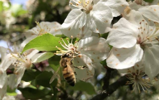 Forest management and restoration » Holden Forests & Gardens