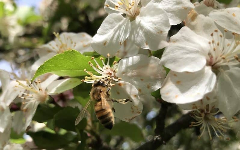 Pollinators visiting Malus
