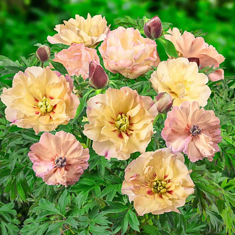 Peony 'Canary Brilliants'