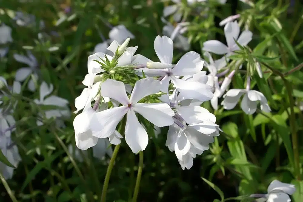 Woodland phlox
