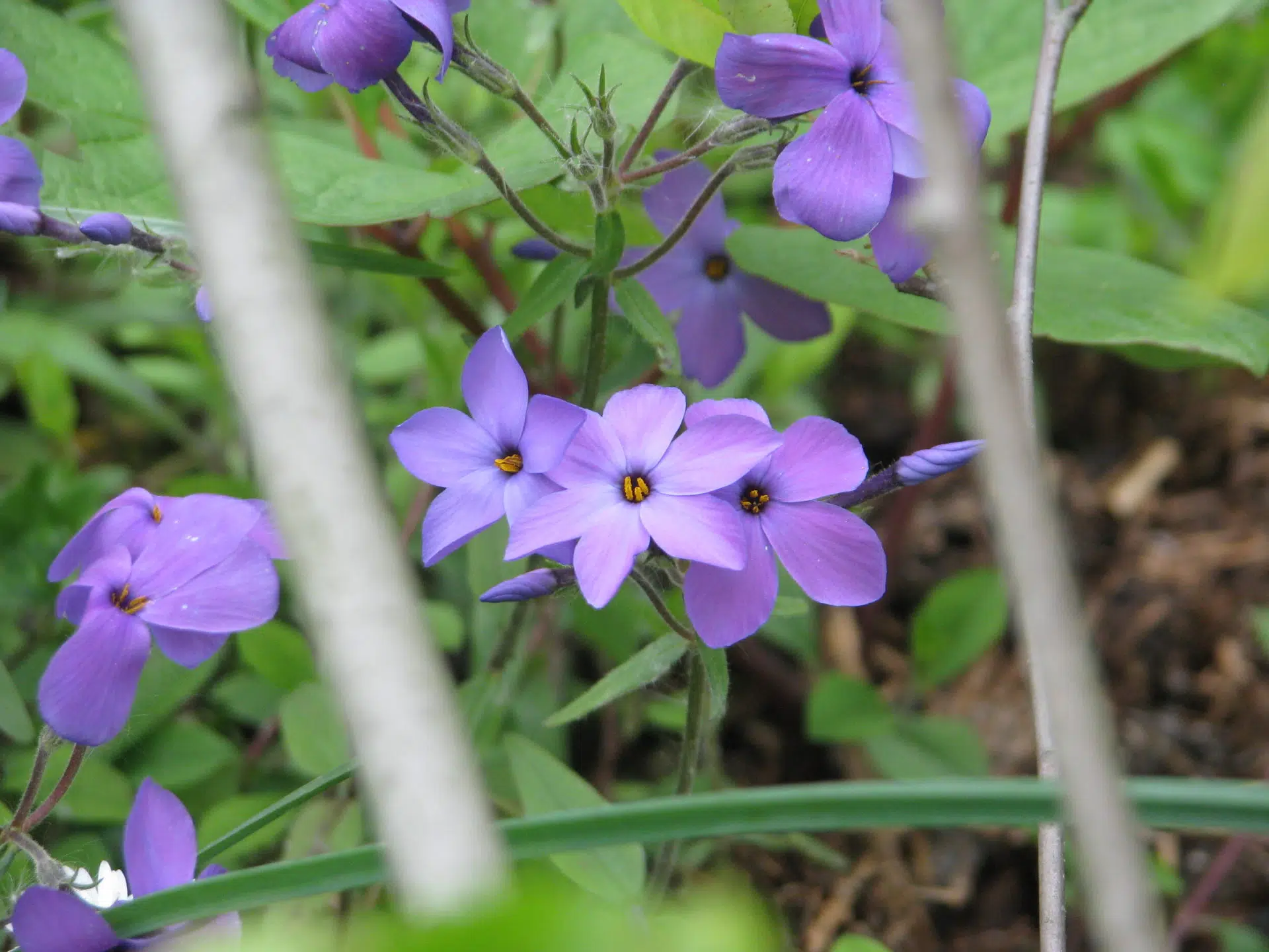 Creeping phlox