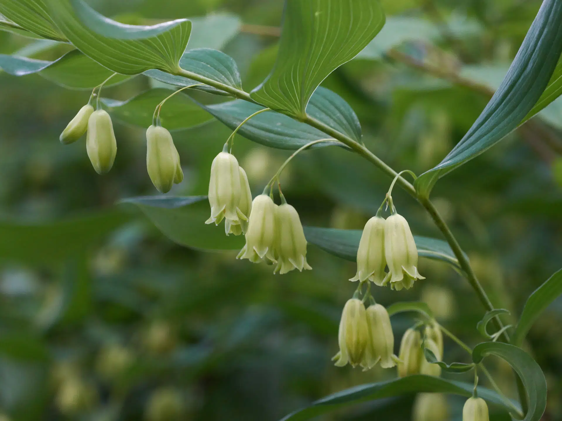 Great Solomon’s seal