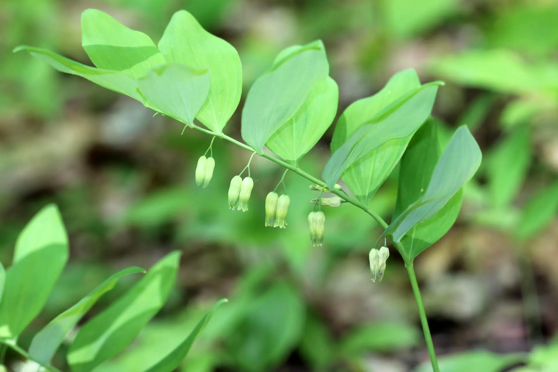 Hairy Solomon’s seal