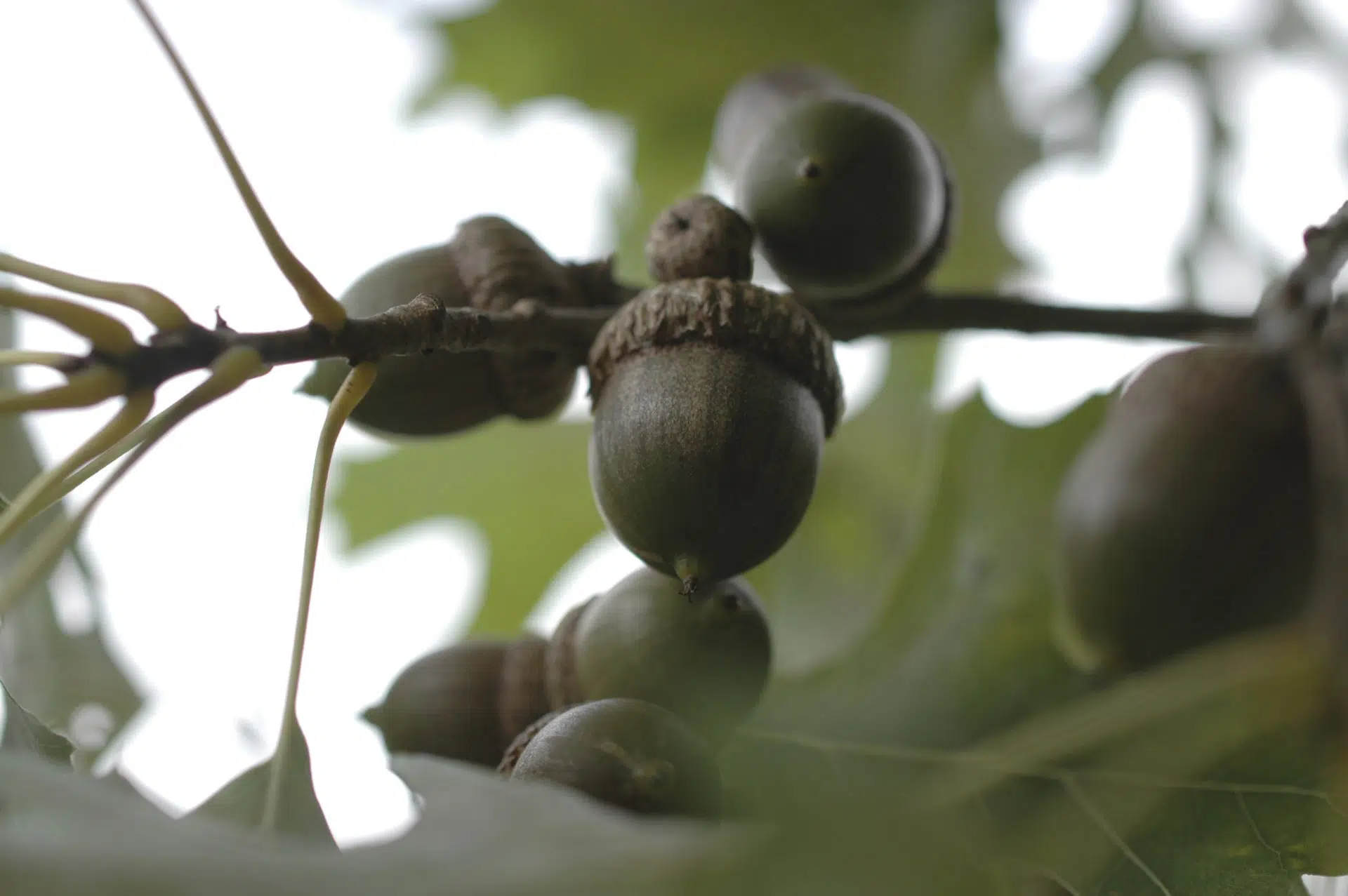 Shumard oak
