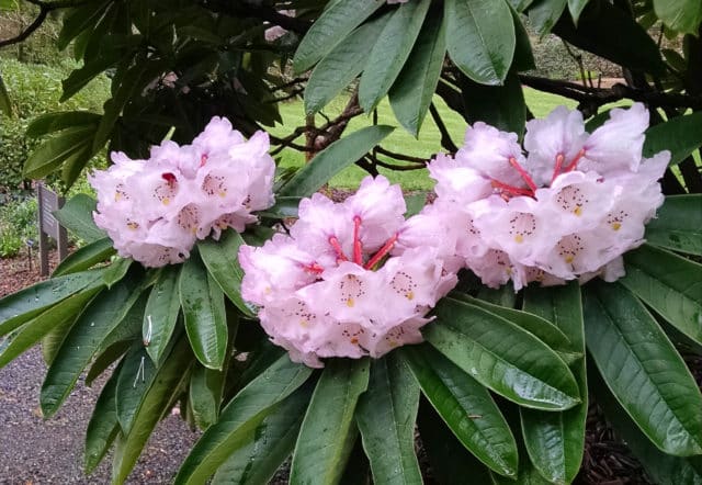 Leaf and flower heat tolerance of cold hardy Rhododendron species