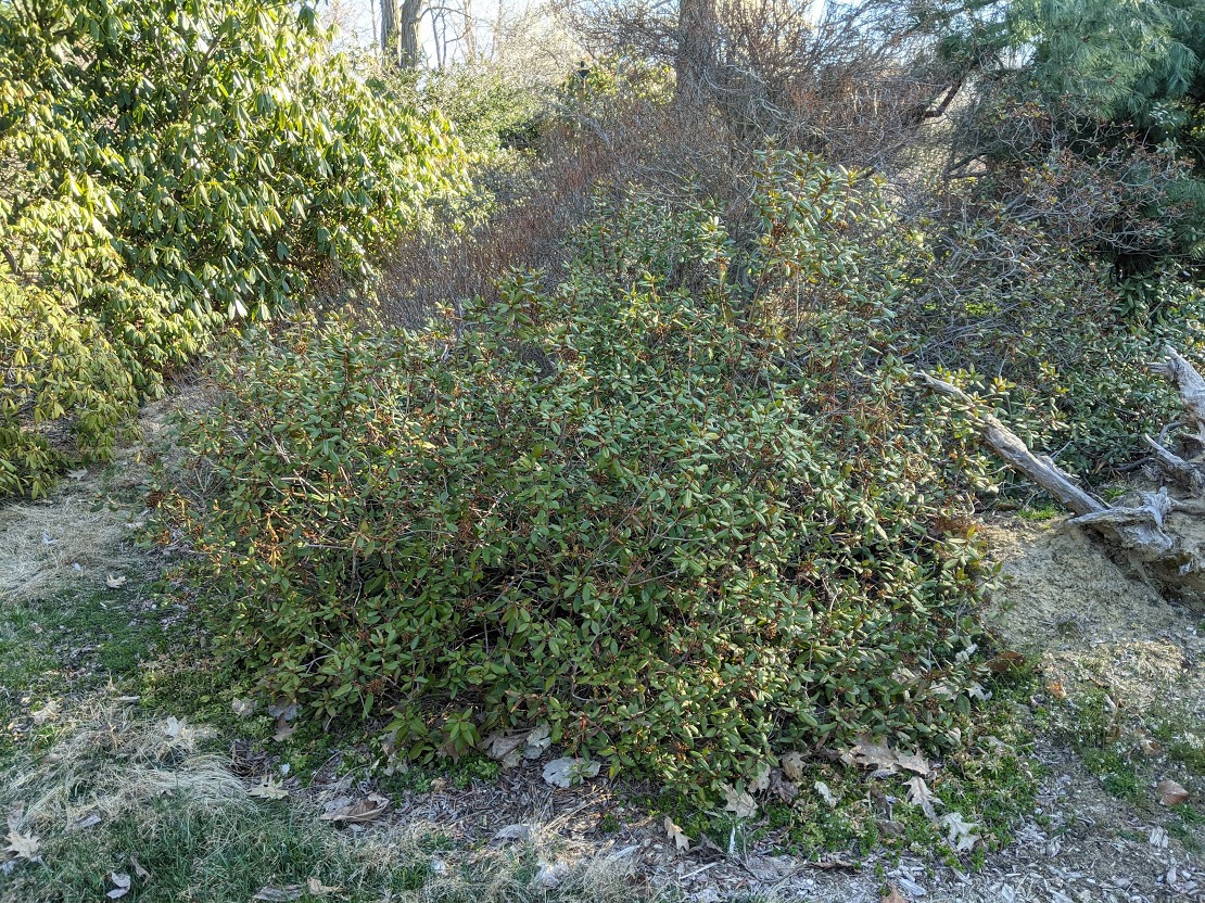 Lepidote rhododendron