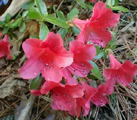 Evergreen azalea ’Joseph Hill’