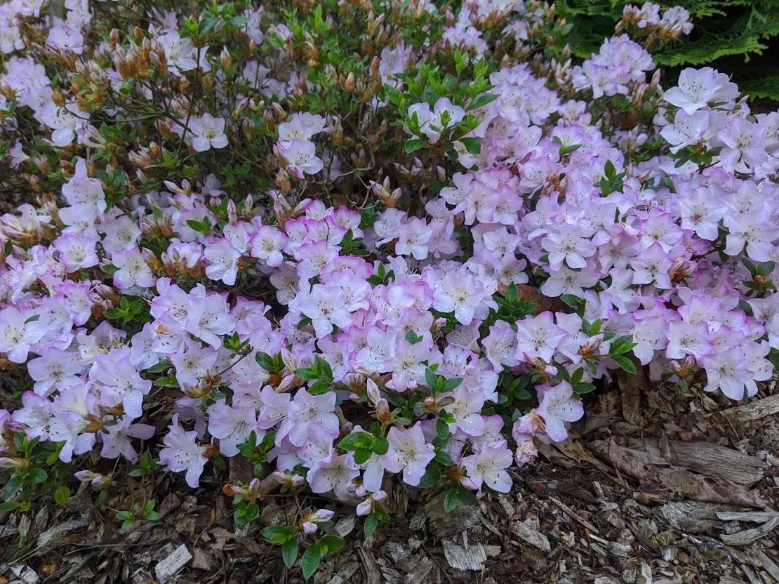 Evergreen azalea ‘Mangetsu’