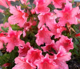 Evergreen azalea ‘Pink Pancake’