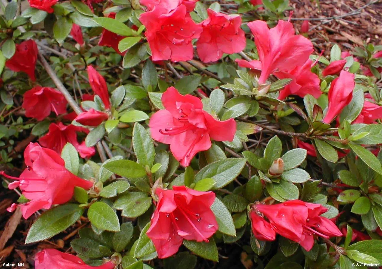 Evergreen azalea ‘Susannah Hill’