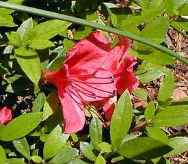 Evergreen azalea ‘Wintergreen’