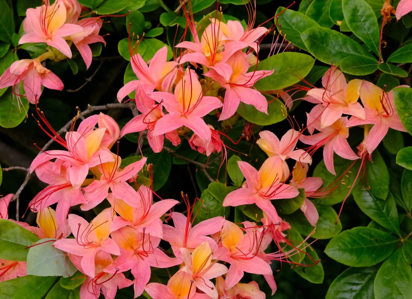 Deciduous Azalea ‘Camp’s Red’ Cross » HF&G