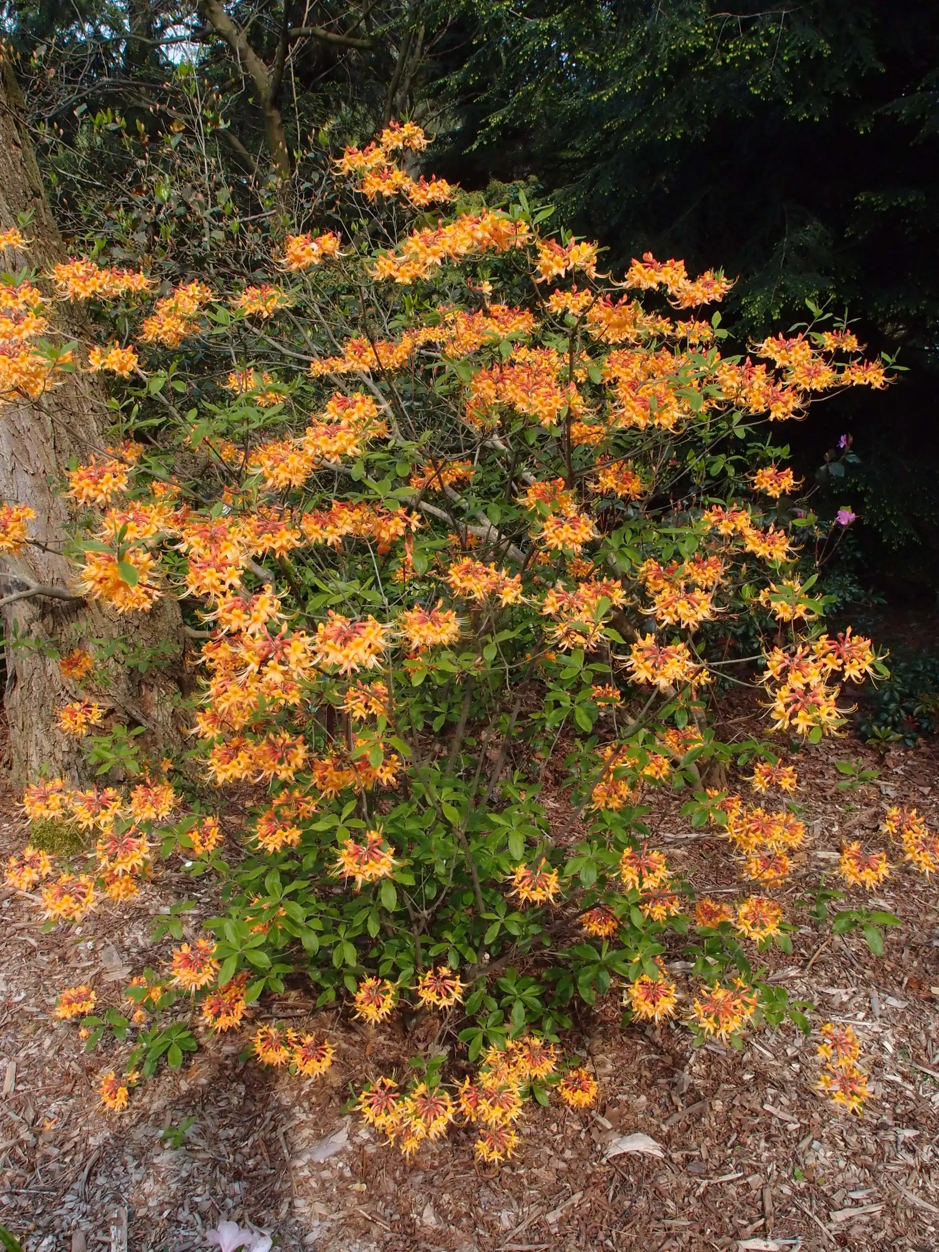 Deciduous azalea
