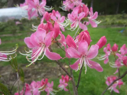 Deciduous azalea ‘Spring Spangle’