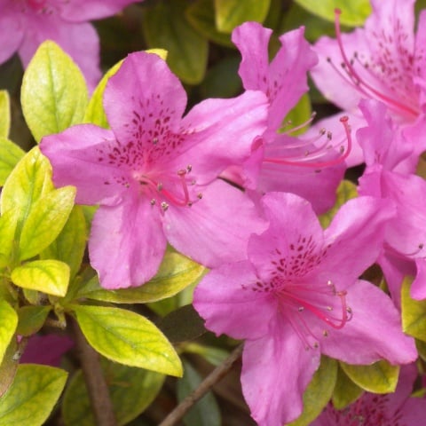 Evergreen azalea ‘Compacta’ » HF&G