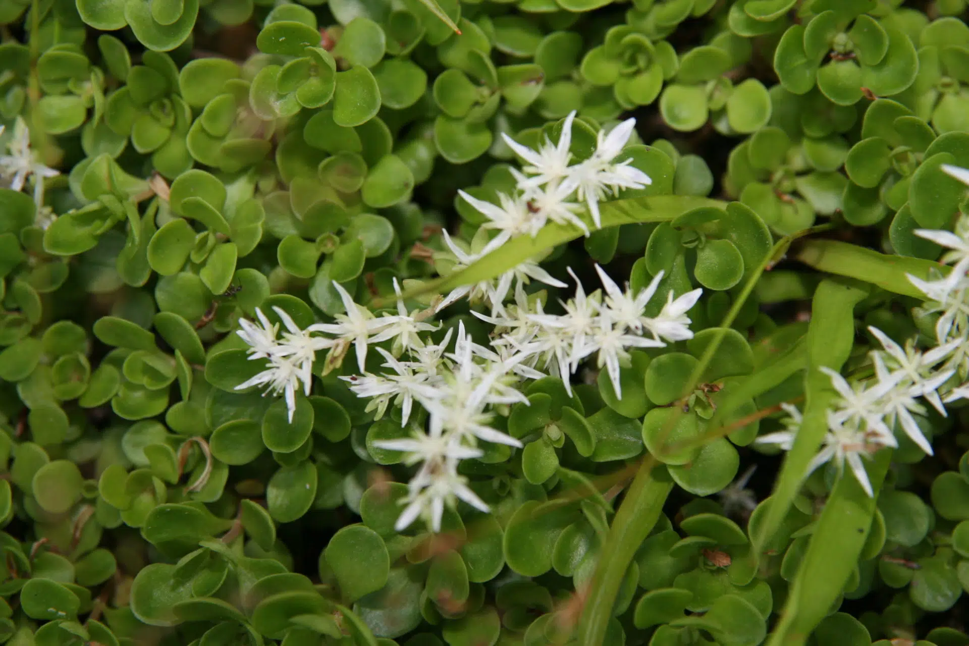 Sedum ternatum 'Larinem Park'