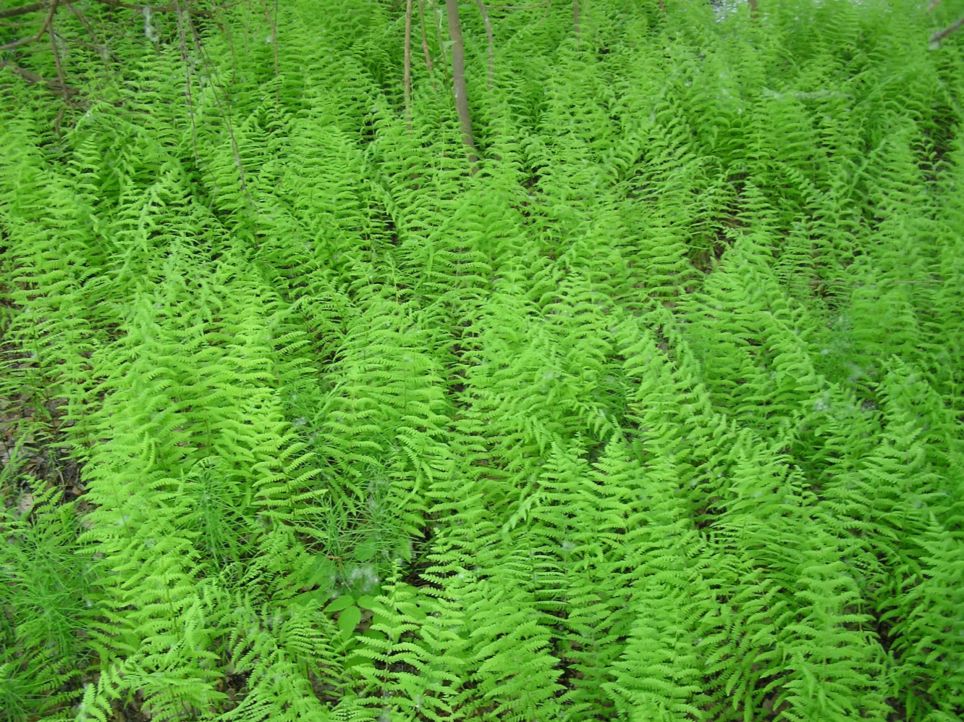 Marsh fern