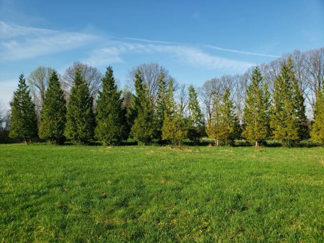 Invasive plant species