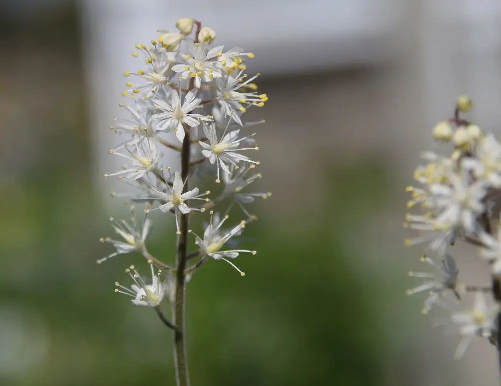 Tiarella 'Brandywine'