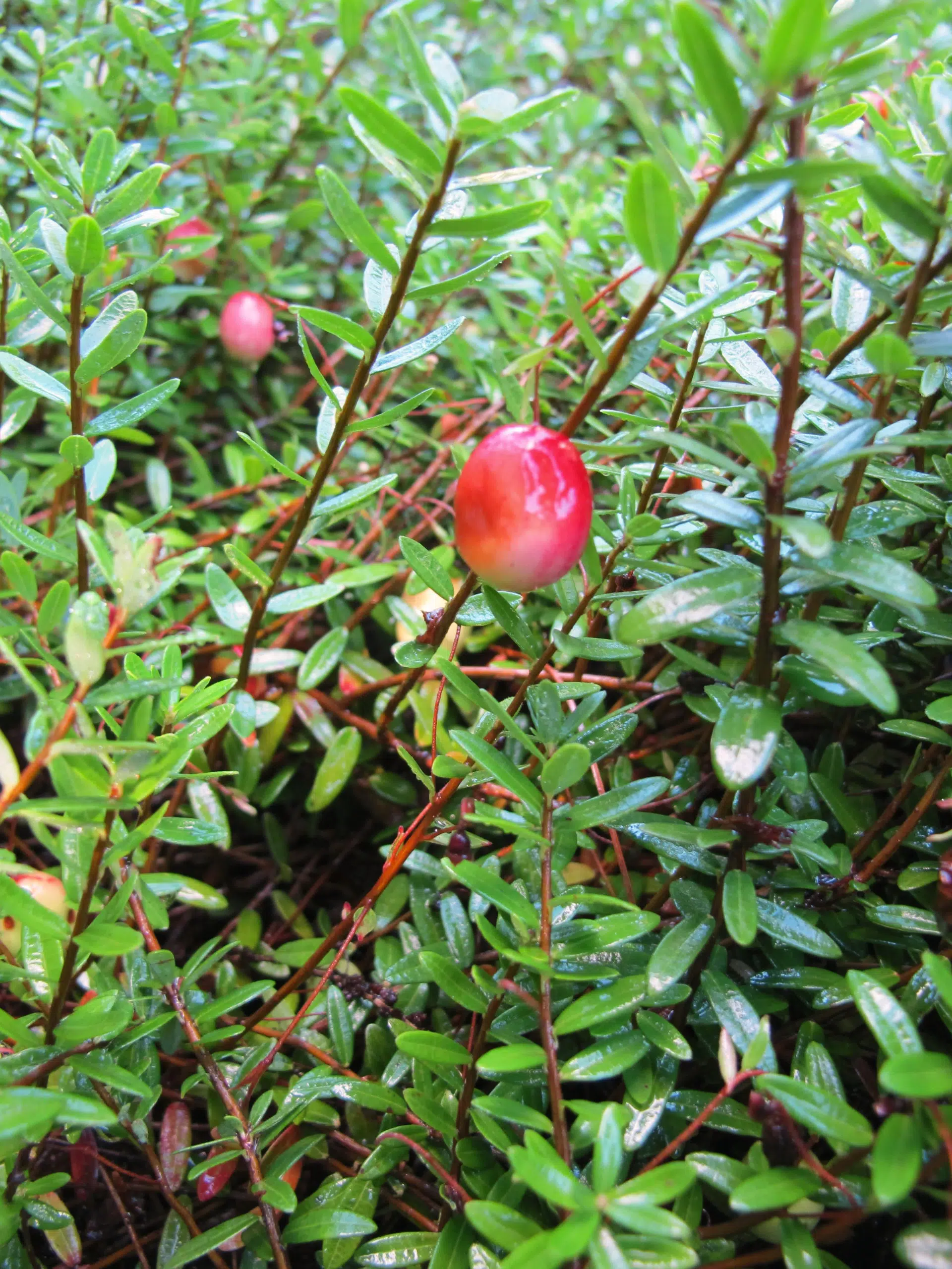 Large cranberry