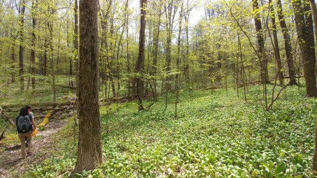 Study Shows Forest Soils Still Bear the Scars of Industrial Pollution