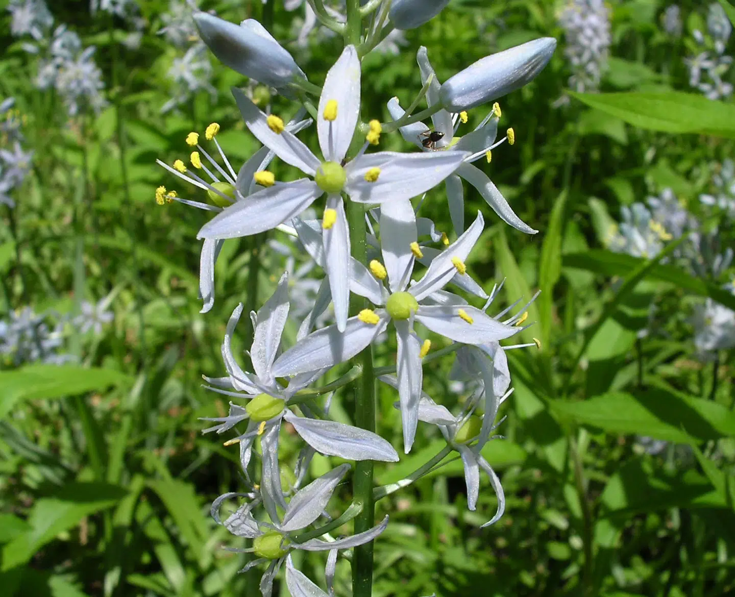 Wild hyacinth