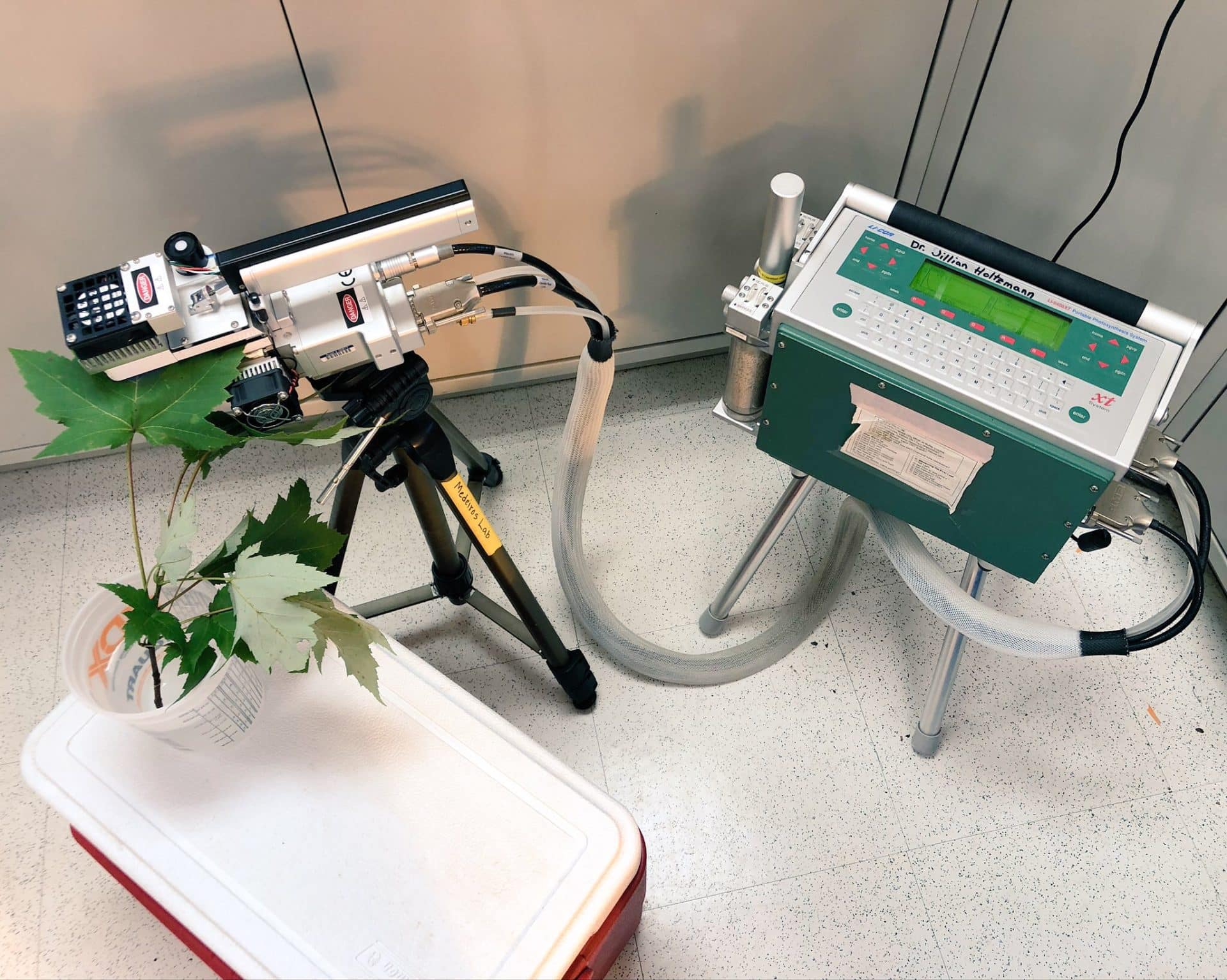 Measuring photosynthesis of maple leaves