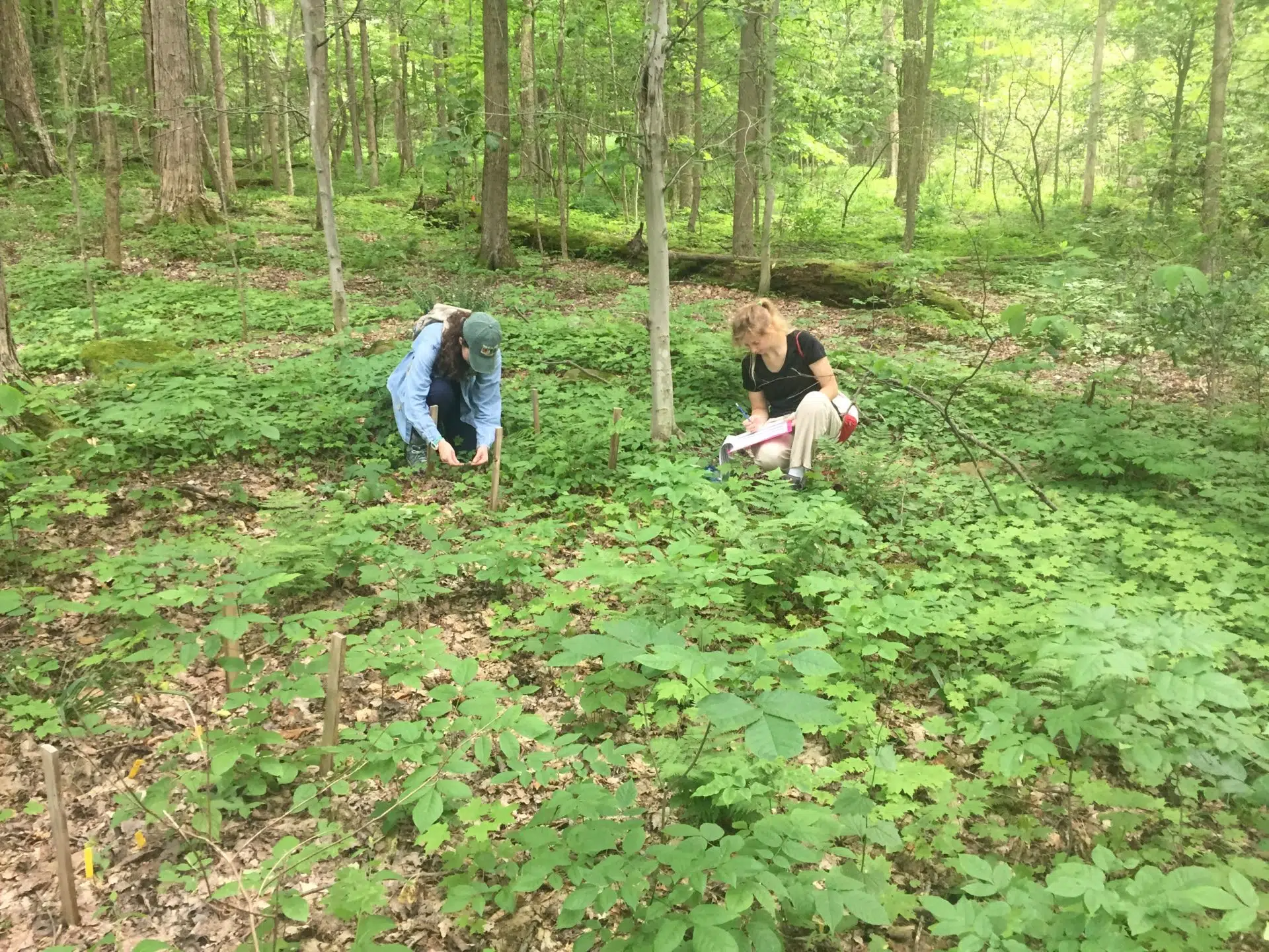 Ecological Integrity of Forests