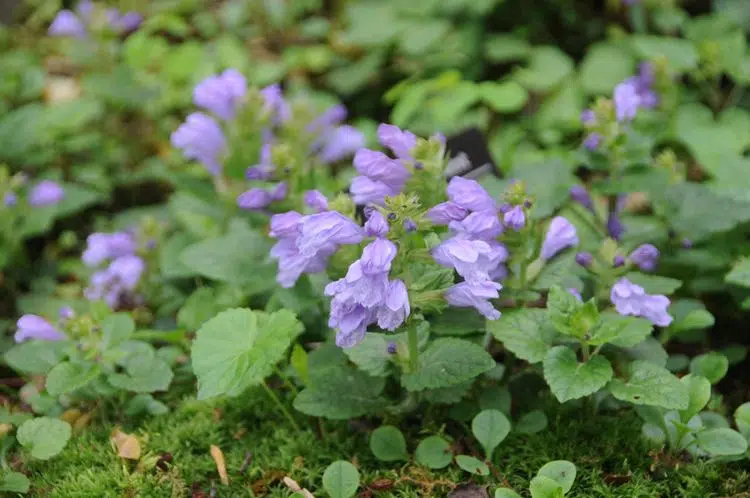 Meehania cordata